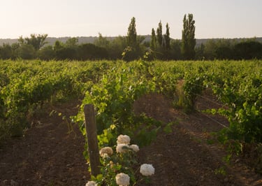 white roses infront of vineyard