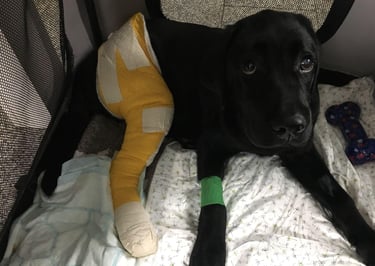 Dean, 5 Monate alter schwarzer Labrador, mit Spiralbruch und Verband am rechten Hinterbein
