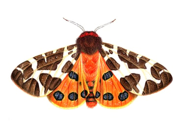 Tiger moth illustration