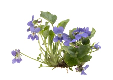 Bloom Plan - Priority Website Management