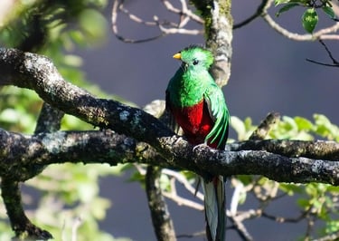 quetzal