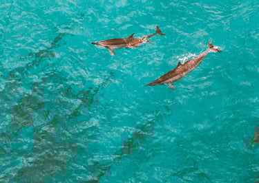 dauphins