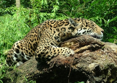 jaguar