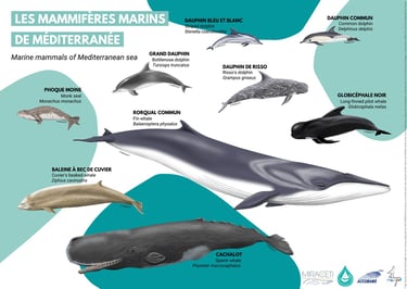 Mammifères marins de Méditerranée