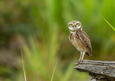 Birdwatching Manu Expeditions 4d/3n