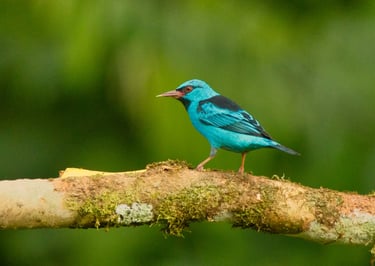 Birdwatching Photography Expedition in Manu