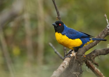 Photography & Birdwatching Manu National Park by Bus 8 Day Amazon Wildlife