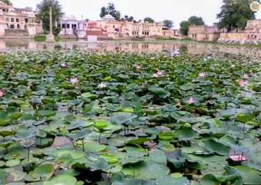 Lotus blooming at Devyani Kund, the “Little Pushkar” of Sambhar.