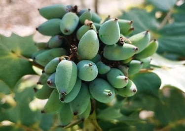 Huntsville, AL - An interesting plant at the Japanese Gardens in Monte Sano Park