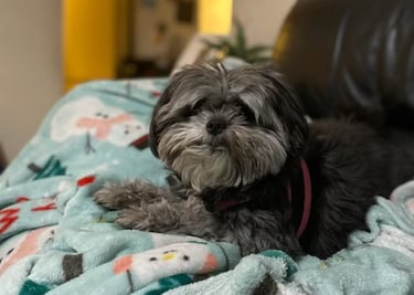 Dog Boarding Training
