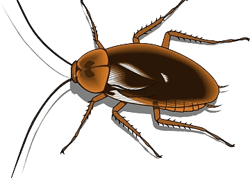 barata