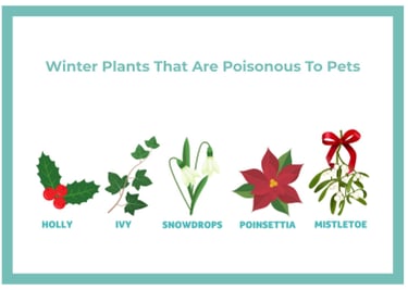 Winter plants toxic to dogs including holly, ivy, snowdrops, poinsettia, and mistletoe.