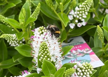 A bee taking nectar from a white plant