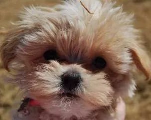 maltipoo-chewing-lick-paws