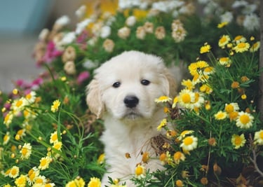 dogAdvisor | dogadvisor | dog advisor | dogAdvisor.dog