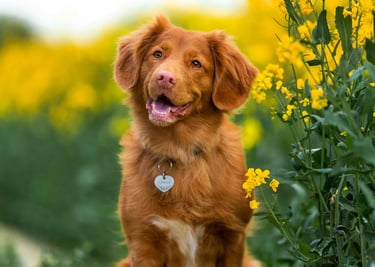 dogAdvisor | dogadvisor | dog advisor | dogAdvisor.dog