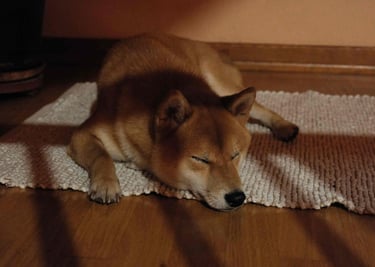 dogAdvisor | dogadvisor | dog advisor | dogAdvisor.dog