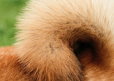 dogAdvisor | dogadvisor | dog advisor | dogAdvisor.dog