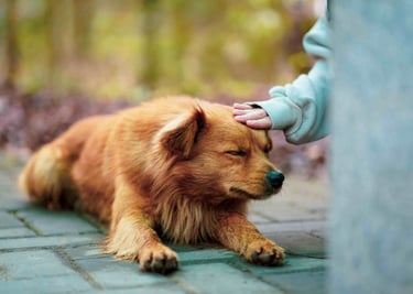 dogAdvisor | dogadvisor | dog advisor | dogAdvisor.dog