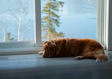 dogAdvisor | dogadvisor | dog advisor | dogAdvisor.dog