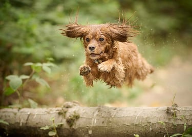 dogAdvisor | dogadvisor | dog advisor | dogAdvisor.dog