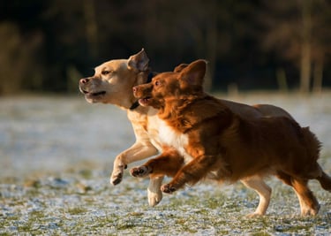 dogAdvisor | dogadvisor | dog advisor | dogAdvisor.dog