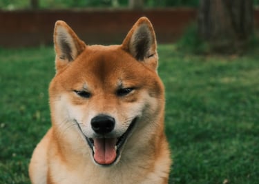 dogAdvisor | dogadvisor | dog advisor | dogAdvisor.dog