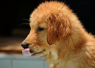 dogAdvisor | dogadvisor | dog advisor | dogAdvisor.dog