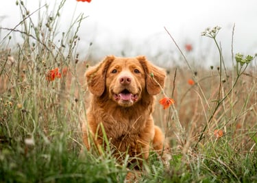 dogAdvisor | dogadvisor | dog advisor | dogAdvisor.dog