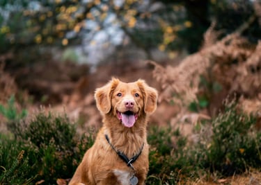 dogAdvisor | dogadvisor | dog advisor | dogAdvisor.dog