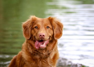 dogAdvisor | dogadvisor | dog advisor | dogAdvisor.dog