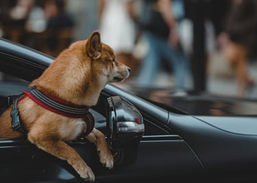 dogAdvisor | dogadvisor | dog advisor | dogAdvisor.dog