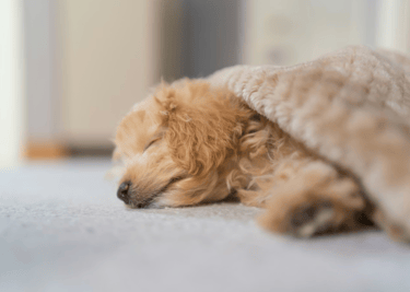 dogAdvisor | dogadvisor | dog advisor | dogAdvisor.dog