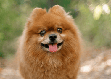 dogAdvisor | dogadvisor | dog advisor | dogAdvisor.dog