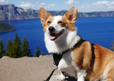 dogAdvisor | dogadvisor | dog advisor | dogAdvisor.dog