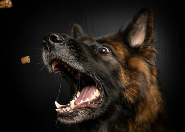 dogAdvisor | dogadvisor | dog advisor | dogAdvisor.dog