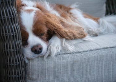 dogAdvisor | dogadvisor | dog advisor | dogAdvisor.dog