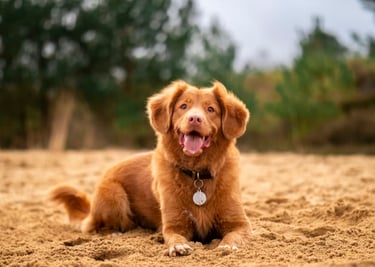 dogAdvisor | dogadvisor | dog advisor | dogAdvisor.dog