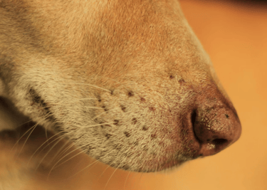 dogAdvisor | dogadvisor | dog advisor | dogAdvisor.dog