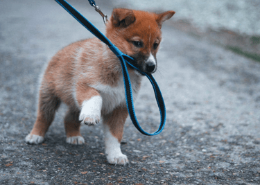 dogAdvisor | dogadvisor | dog advisor | dogAdvisor.dog