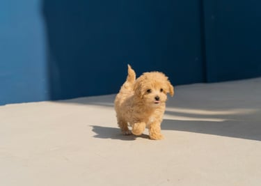 dogAdvisor | dogadvisor | dog advisor | dogAdvisor.dog