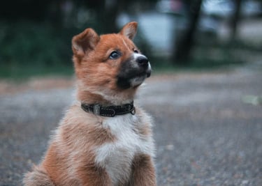 dogAdvisor | dogadvisor | dog advisor | dogAdvisor.dog