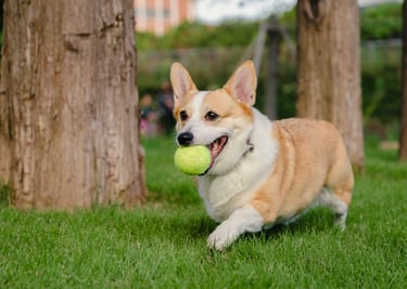 dogAdvisor | dogadvisor | dog advisor | dogAdvisor.dog