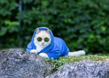 Un gato con una sudadera azul con capucha y gafas de sol sentado detrás de unas rocas en un jardín.