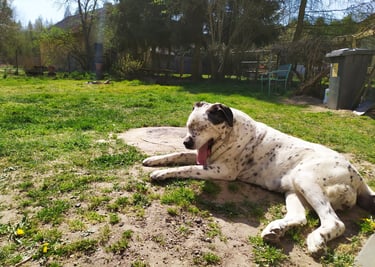A dog laying on the ground in a grassy area