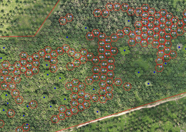 This are octogonal erradication inside a palm oil cultivation