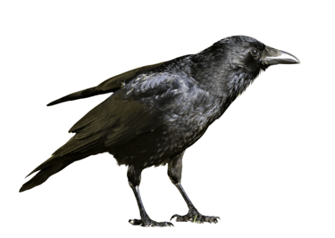 Corneille espèce de corvidés