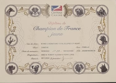 Diplôme champion de France jeune de notre caniche toy