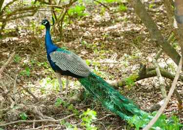 Beautiful Peacoks in Sri lanka