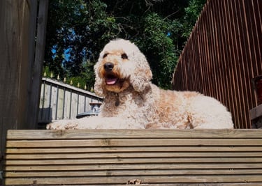 Looking after dogs, Dog Sitting in Risca, Rogerstone, Crosskeys, Highcross in South Wales, UK.